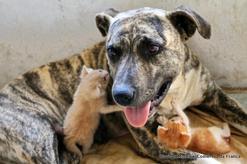 A pitbull Jade com seus ‘filhotes’. Proprietária dos animais pede ajuda, porque está desempregada e não tem como comprar ração